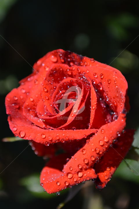 Fotografia intitulada "rosa vermelha" por Cesar Valerio, Obras de arte originais
