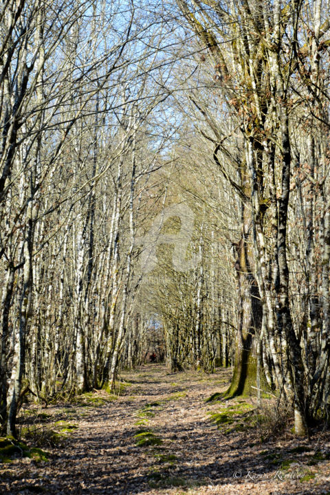 「ARBRE」というタイトルの写真撮影 Karine Revillonによって, オリジナルのアートワーク