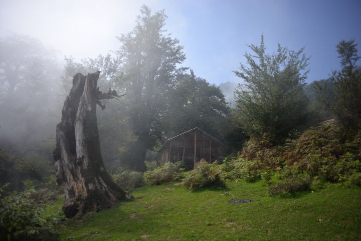 Fotografie getiteld "Fog in the woods an…" door Reza Fardinfar, Origineel Kunstwerk, Digitale fotografie