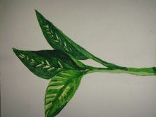 Painting titled "leaf - still life" by Rohit Juneja, Original Artwork
