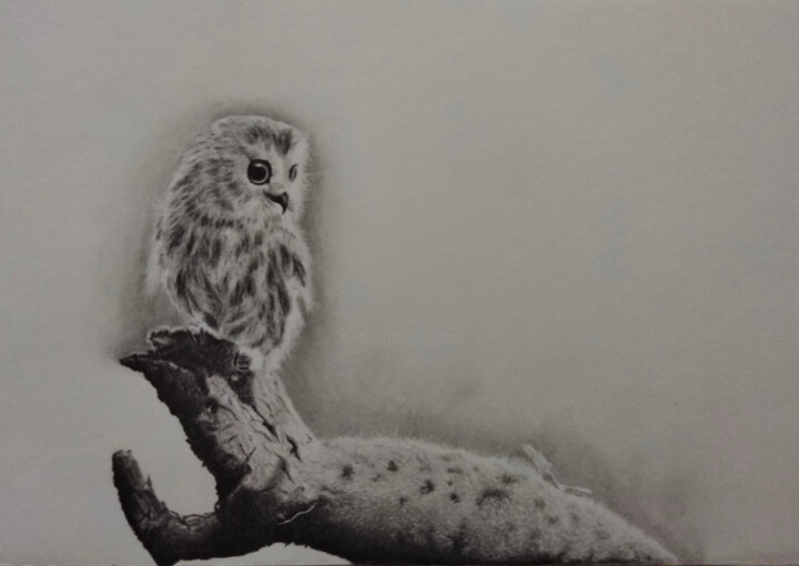 Σχέδιο με τίτλο "Owl" από Richard Steinbrecher, Αυθεντικά έργα τέχνης, Γραφίτης