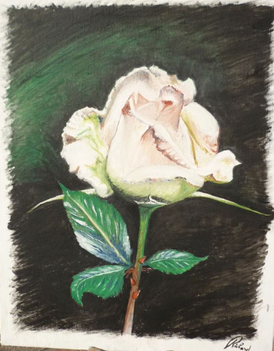 Painting titled "rose-madame-meillan…" by Dominique Richard, Original Artwork, Oil