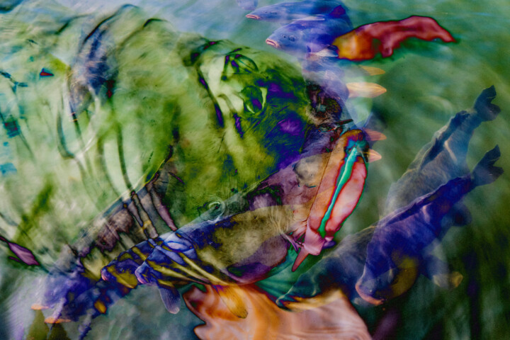 Цифровое искусство под названием "Colorful Carp" - Robbi Ling Montgomery, Подлинное произведение искусства, 2D Цифровая Рабо…