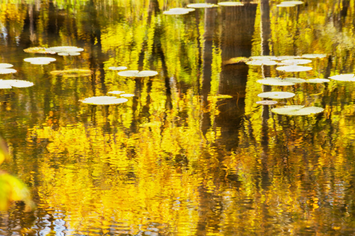 제목이 "Autumn Reflections"인 사진 Robbi Ling Montgomery로, 원작