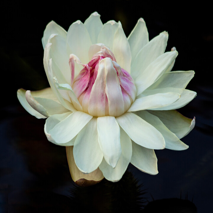 "Lotus" başlıklı Fotoğraf Robbi Ling Montgomery tarafından, Orijinal sanat