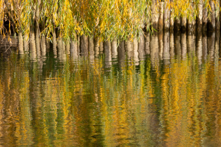 Photography titled "Willow Reflection" by Robbi Ling Montgomery, Original Artwork, Digital Photography