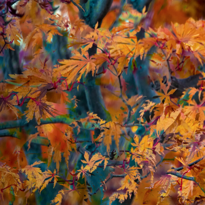 Digital Arts titled "Flamboyant Foliage" by Robbi Ling Montgomery, Original Artwork, 2D Digital Work