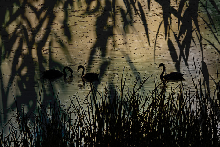 Grafika cyfrowa / sztuka generowana cyfrowo zatytułowany „Evening Peace” autorstwa Robbi Ling Montgomery, Oryginalna praca,…