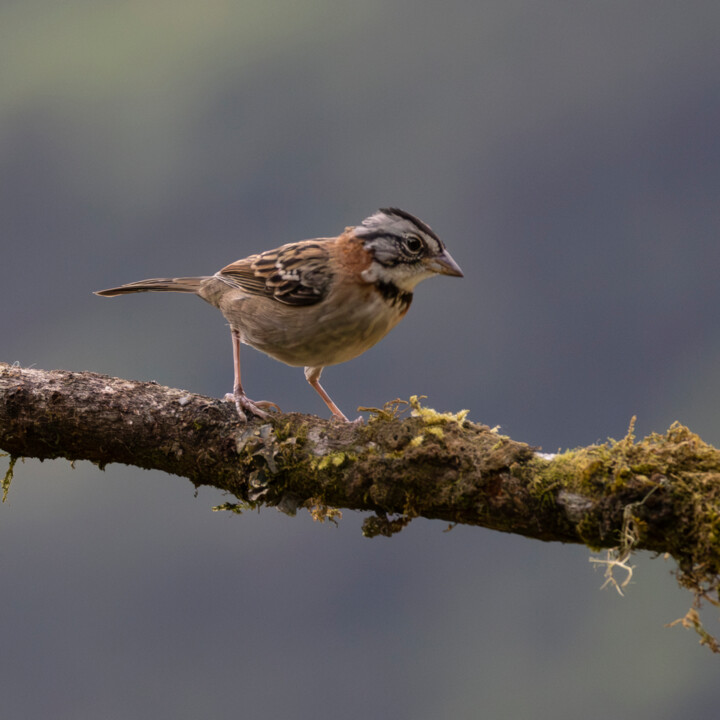 Fotografia intitolato "Rufous Collared Spa…" da Robbi Ling Montgomery, Opera d'arte originale, Fotografia digitale