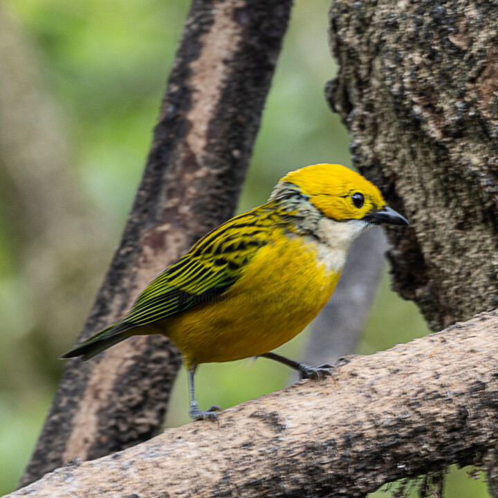 Fotografia intitulada "Silver Throated Tan…" por Robbi Ling Montgomery, Obras de arte originais, Fotografia digital