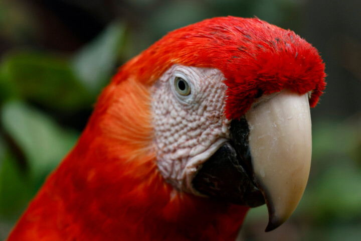 제목이 "Scarlet Macaw"인 사진 Robbi Ling Montgomery로, 원작, 디지털
