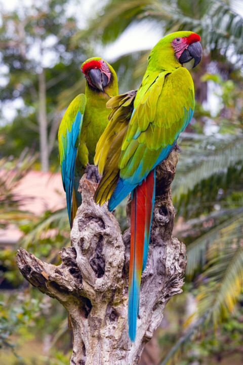 Fotografia intitolato "Great Green Macaws" da Robbi Ling Montgomery, Opera d'arte originale, Fotografia digitale