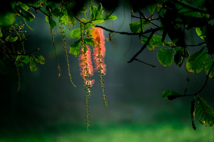 Photography titled "Hanging Flower" by Robbie Ross, Original Art,