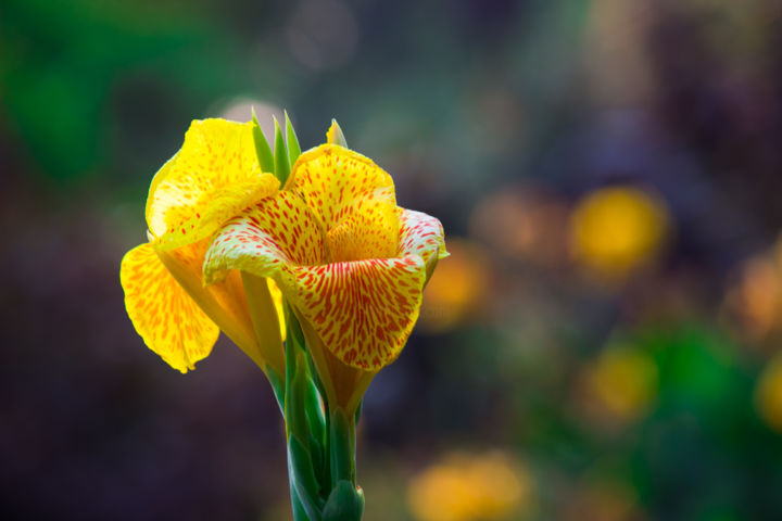 摄影 标题为“Canna Indica Flower” 由Robbie Ross, 原创艺术品