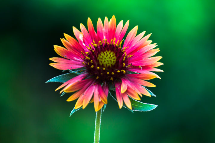 摄影 标题为“Gaillardia Flower” 由Robbie Ross, 原创艺术品, 数码摄影