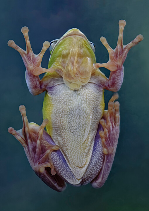 Digital Arts με τίτλο "Green Tree Frog on…" από Robert Benson, Αυθεντικά έργα τέχνης, Ψηφιακή φωτογραφία