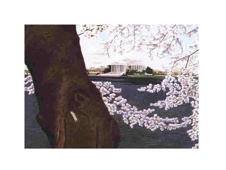 Painting titled "The Cherry Blossom…" by Robert Bursik, Original Artwork, Oil Mounted on Wood Panel