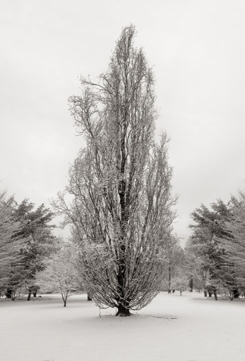 Photography titled "Tall Winter Tree" by Robert D Atkinson, Original Artwork, Digital Photography
