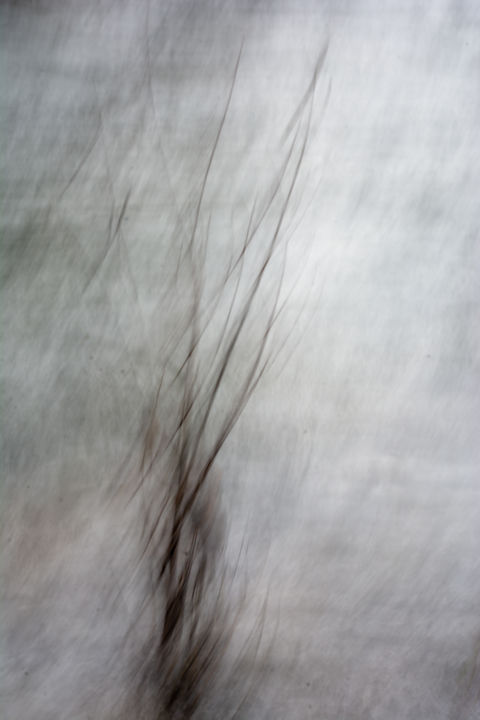 Fotografia intitolato "Arbusto" da Roberta Sala, Opera d'arte originale, Fotografia digitale Montato su Telaio per barella i…