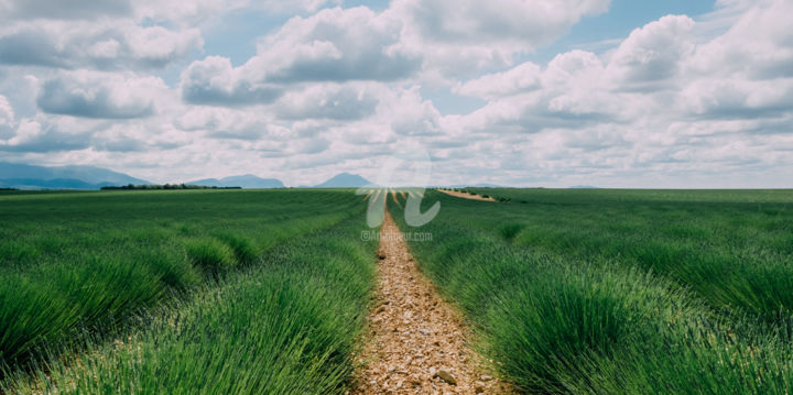 Fotografia intitolato "Lavender field - Pr…" da Roberto Federico, Opera d'arte originale