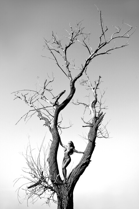Photography titled "The last tree" by Roberto Manetta, Original Artwork, Digital Photography