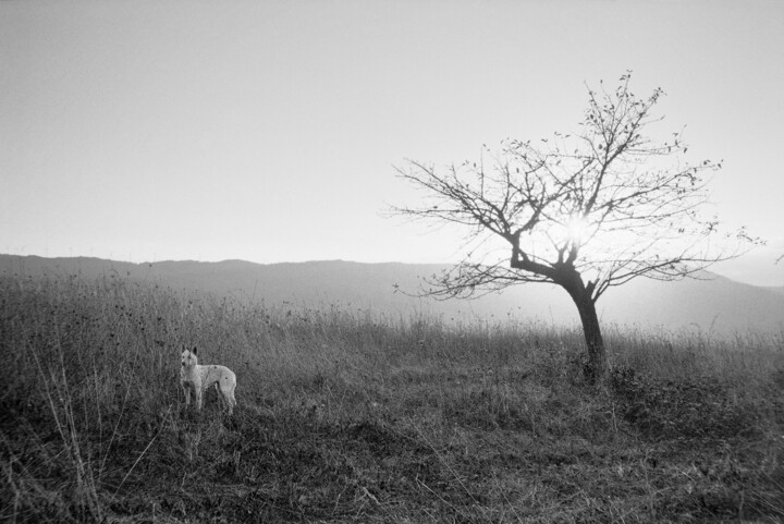 Photographie intitulée "cane bianco al tram…" par Roberto Ferrero, Œuvre d'art originale, Photographie argentique