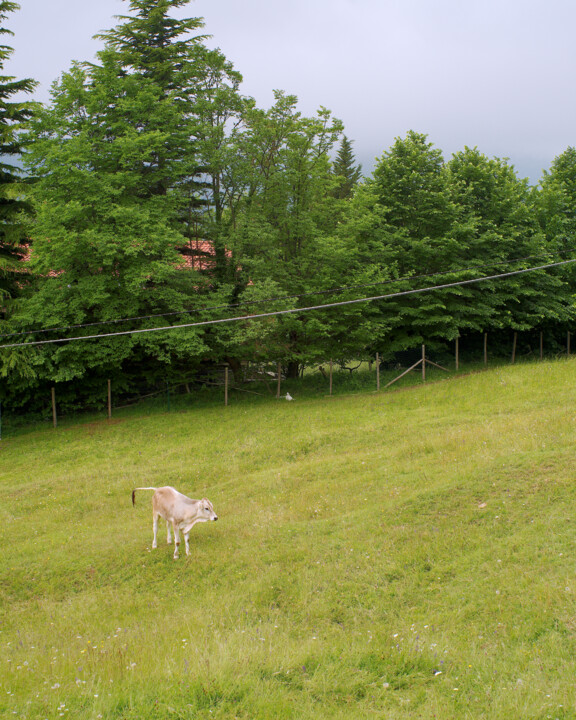 Fotografia intitolato "vitello al pascolo" da Roberto Ferrero, Opera d'arte originale, Fotografia digitale
