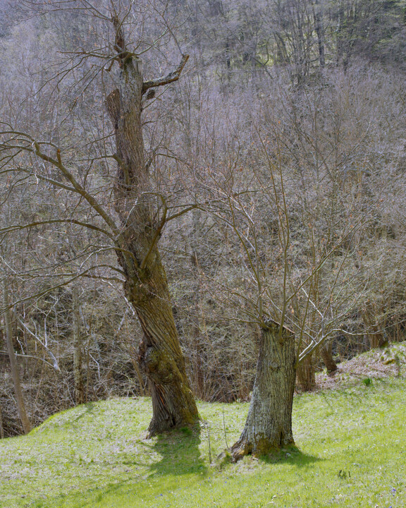 Fotografia intitolato "albero che ricresce" da Roberto Ferrero, Opera d'arte originale, Fotografia digitale