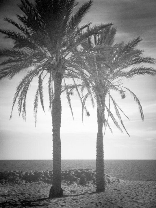Photography titled "le palme" by Roberto Ferrero, Original Artwork, Digital Photography