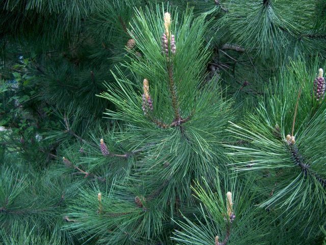 Photographie intitulée "Pine needle day" par Roberto Gallieni, Œuvre d'art originale