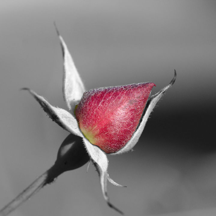 Photographie intitulée "Presque rose" par Philippe Robin, Œuvre d'art originale,
