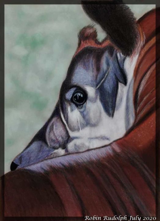 Drawing titled "Okapi" by Robin Rudolph, Original Art, Pencil