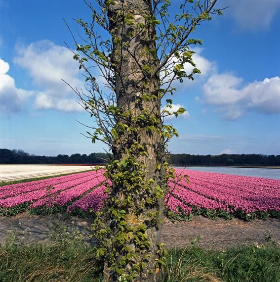 Photography titled "Champ de tulipes" by Robin Santus, Original Artwork