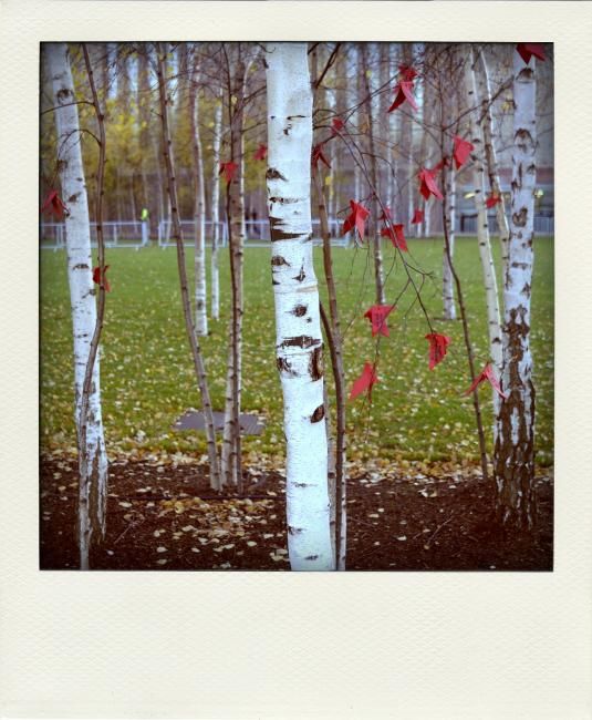 Fotografie getiteld "Trees" door Robin Santus, Origineel Kunstwerk