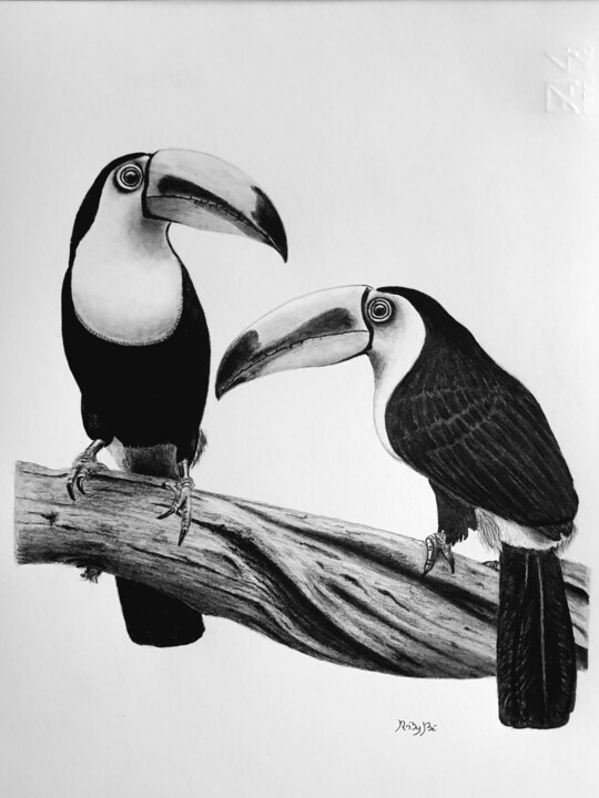 Dessin intitulée "Tucano" par Roby Bí, Œuvre d'art originale, Graphite