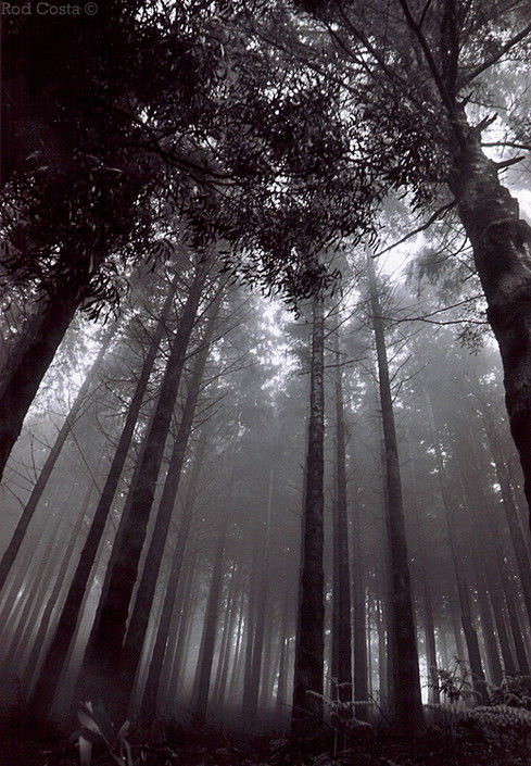 Fotografia intitulada "Madeira Mist" por Rod Costa, Obras de arte originais