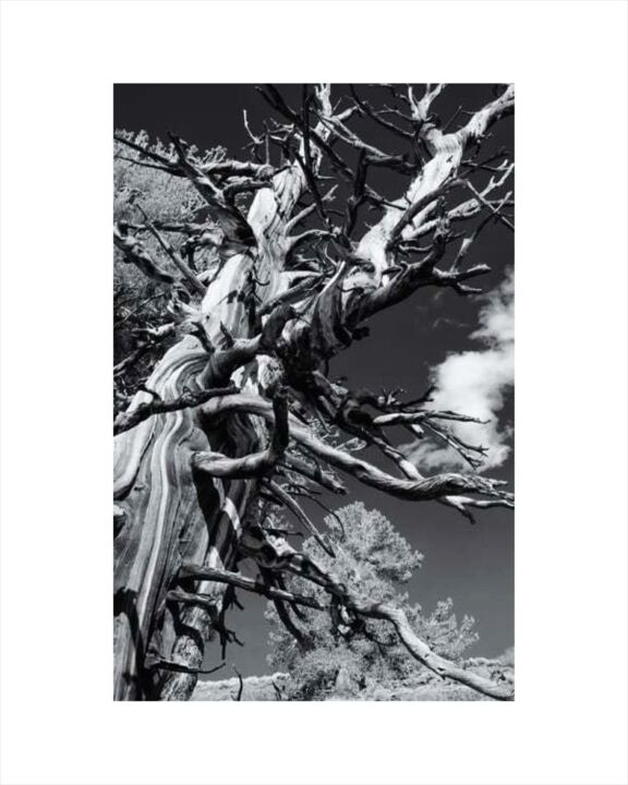 제목이 "Pine and Clouds"인 사진 Rodman로, 원작, 디지털 판지에 장착됨