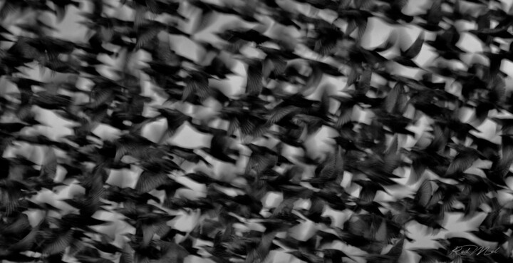 Photographie intitulée "Vole au vent" par Rodmel, Œuvre d'art originale, Photographie numérique