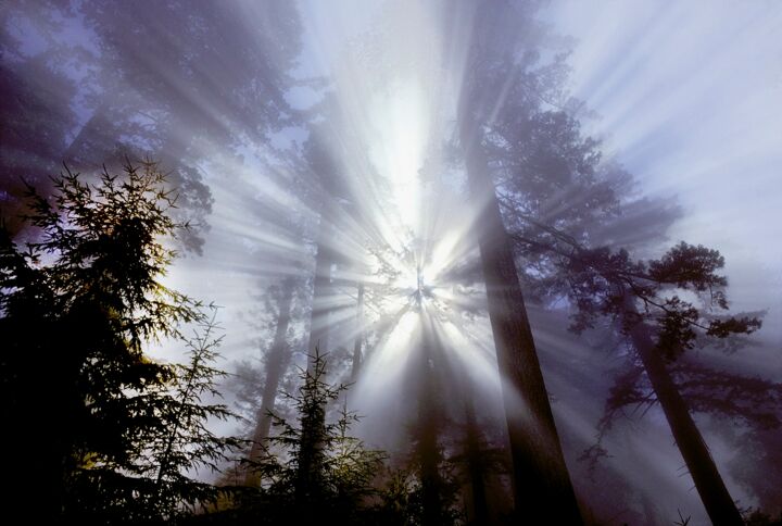 Fotografia intitulada "Redwood Sunrise" por Roger Archibald, Obras de arte originais, Fotografia digital