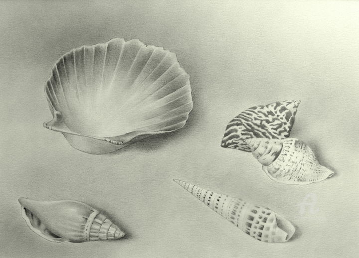 Rysunek zatytułowany „Shells, nr 1” autorstwa Roger Thijs, Oryginalna praca, Ołówek
