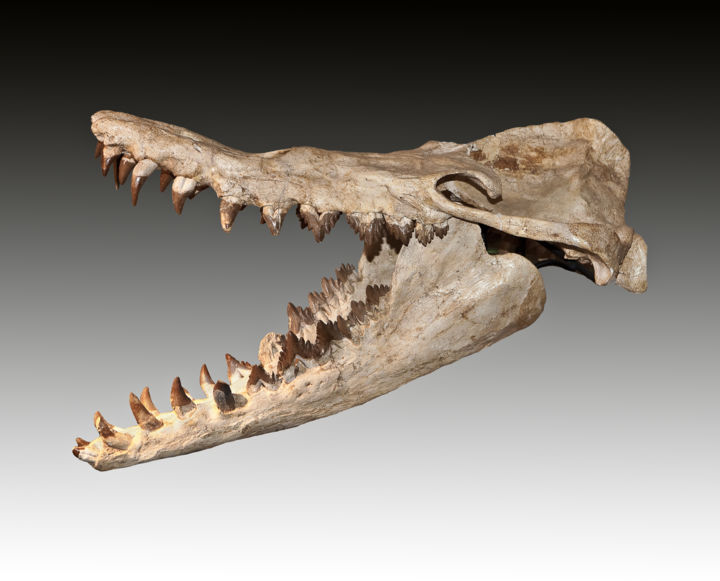 Basilosaurus Photography By Roland Bouvier Artmajeur