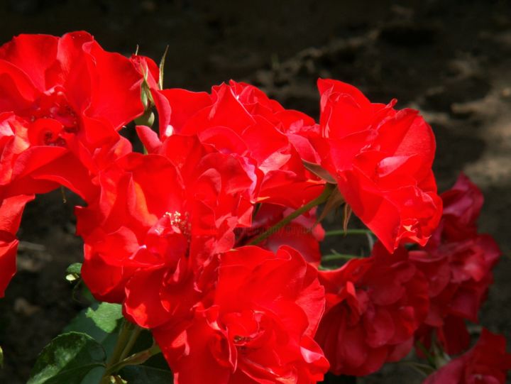 Photographie intitulée "Fleurs rouge" par Roland Guyomard, Œuvre d'art originale, Photographie numérique