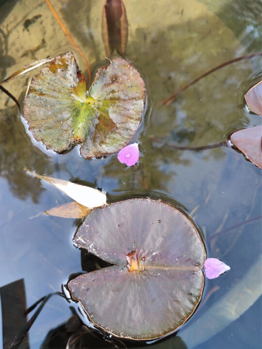 Photographie intitulée "A fleur d'eau" par Roland Guyomard, Œuvre d'art originale, Photographie numérique