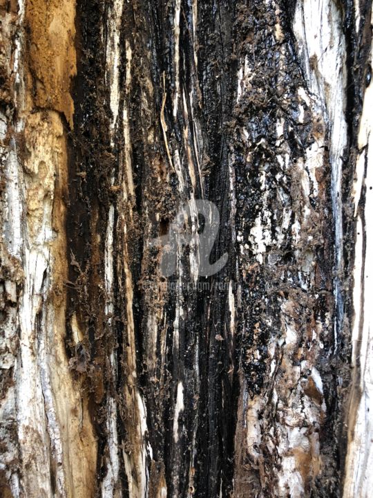Photographie intitulée "Platane" par Romain Rossi, Œuvre d'art originale,