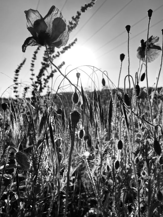 Photographie intitulée "Nature sauvage Mono…" par Romain Pilato, Œuvre d'art originale, Photographie numérique