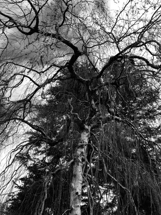 Photographie intitulée "L’arbre magique" par Romain Pilato, Œuvre d'art originale, Photographie numérique