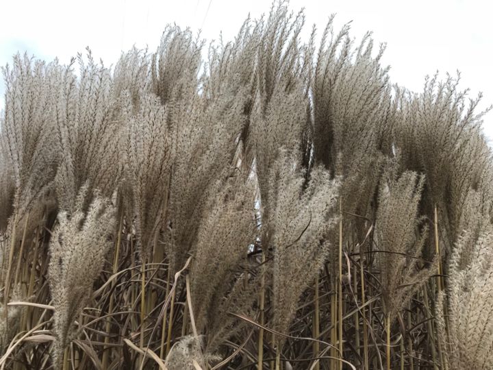 Fotografia zatytułowany „grass” autorstwa Romuald Wisniewski, Oryginalna praca, Fotografia cyfrowa