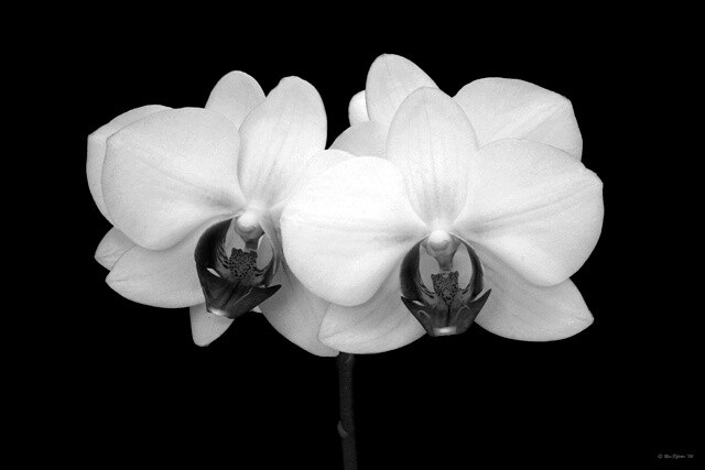 Photography titled "Orchids" by Ron Pfister, Original Artwork