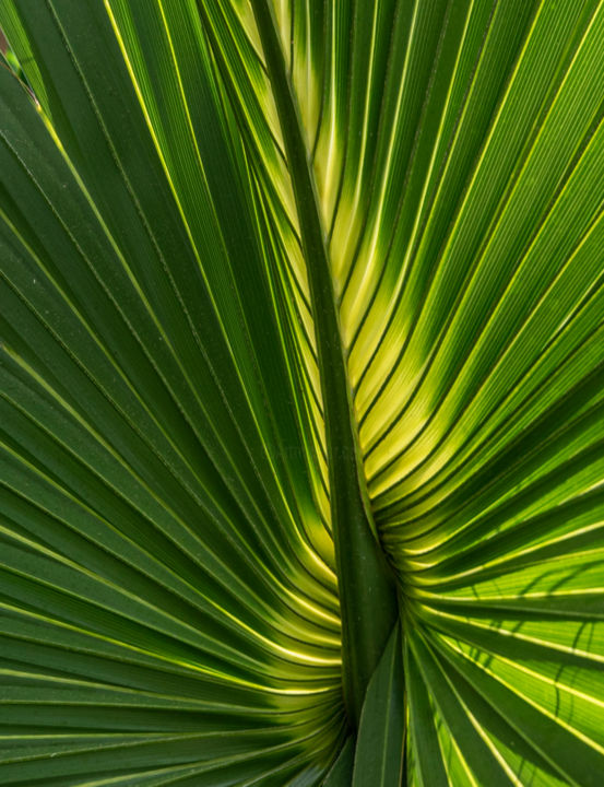 Photography titled "Backlit Palm" by Ronald Santini, Original Artwork