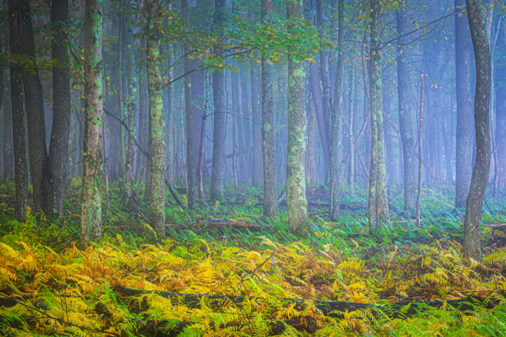 Фотография под названием "Foggy Morning" - Ronald Santini, Подлинное произведение искусства, Цифровая фотография